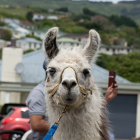 Hit refresh if image not shown