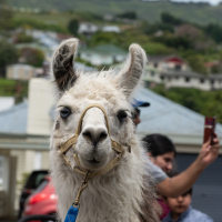 Hit refresh if image not shown