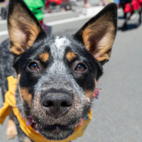 Hit refresh if image not shown